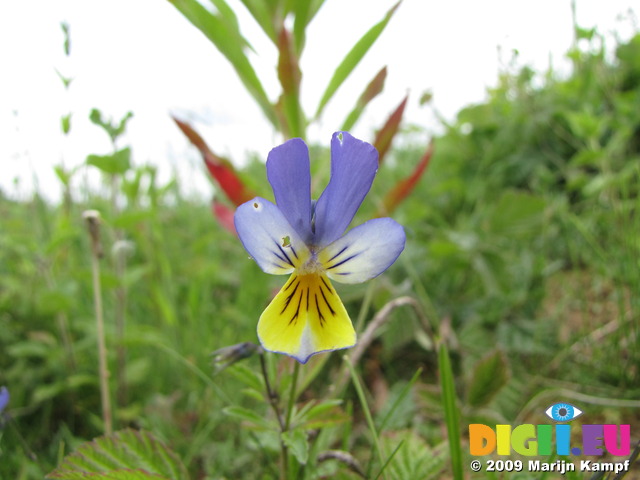 SX06812 Heartsease (Viola tricolor) 'Wild Pansy'